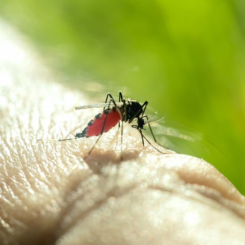 Vacinas - Dengue